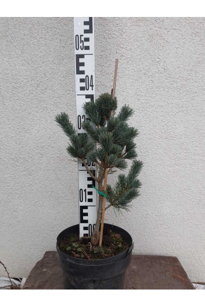 Сосна дрібноквіткова Негіші - 3л/вис.30-40см/Ø20-30см